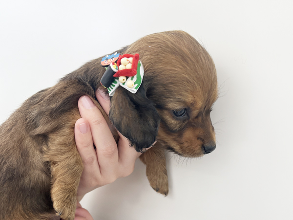 ☆２月３日節分☆